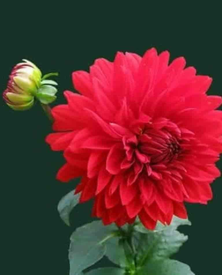 Hemant Tiwari & Co