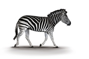 ZEBRA Device trademark artwork