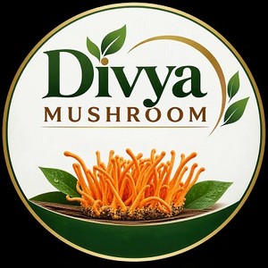 DIVYA MUSHROOM trademark artwork