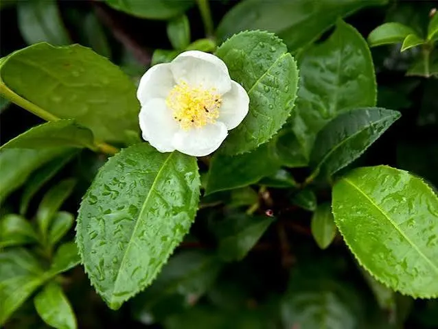process to start a tea business in india